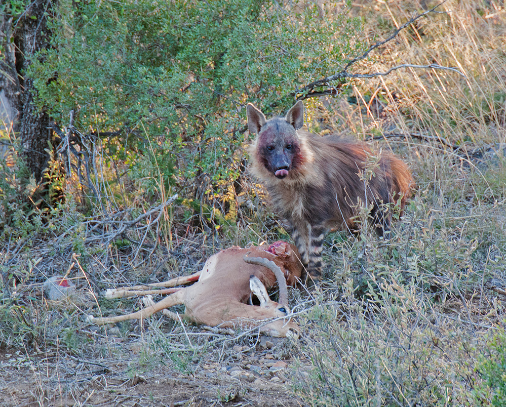 Madikwe Game Reserve Brown Hyena Scavenging 2